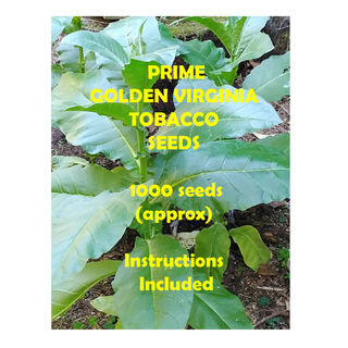 Tobacco Seeds - 1000pk ***** NEW OFFERING*****