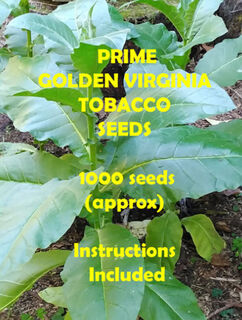 Tobacco Seeds Virginia - 1000pk
