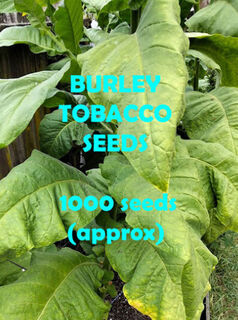 Tobacco Seeds Burley - 1000pk ***** NEW OFFERING*****